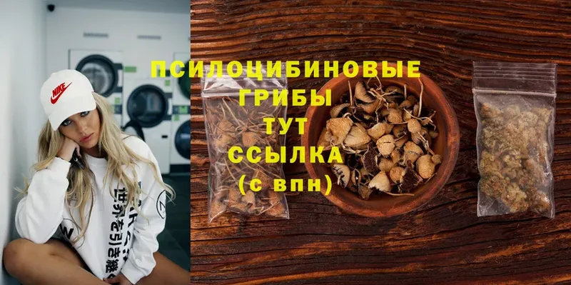 купить закладку  гидра   Псилоцибиновые грибы Psilocybine cubensis  Злынка 